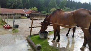 Pferd auf der Sandkoppel beim saufen