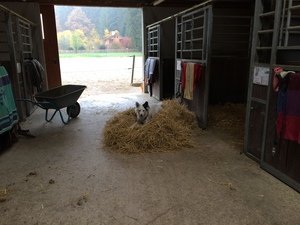 Hund auf Stroh in der Stallgasse