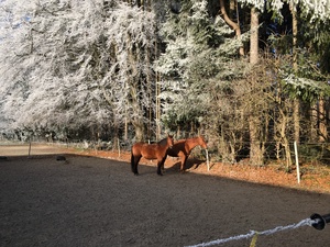 Pferde auf einer Koppel im Winter am Waldrand