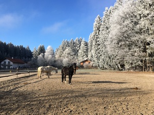 Pferde auf einer Koppel im Winter am Waldrand