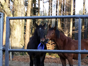 Zwei Pferde spielen mit einem deformierten Ball