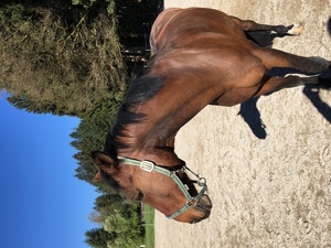 Pferd auf einer Sandkoppel