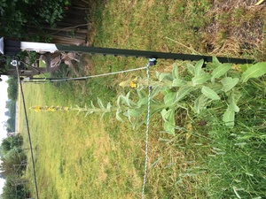 Seltene fleckige Königskerze