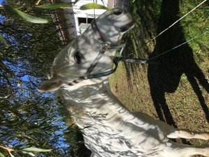 Schimmel auf einer Koppel unter einem Baum