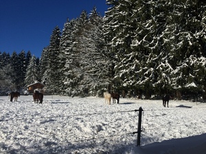 Pferde auf einer Koppel im Winter am Waldrand