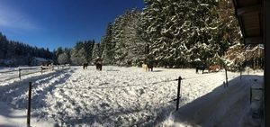 Pferde auf einer Koppel im Winter am Waldrand