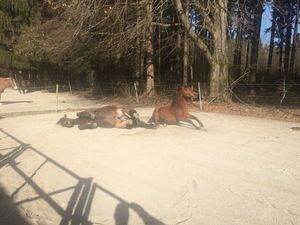 Pferde wälzen sich auf einer Sandkoppel