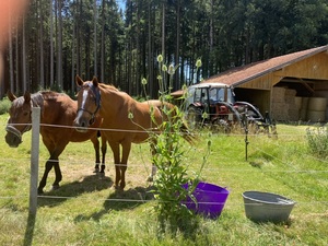 Pferde auf der Koppel. Im Hintergrund ein Traktor.