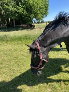 Pferd auf der Koppel beim Fressen