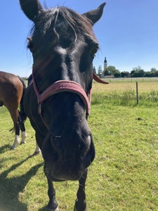 Pferd auf der Koppel schaut in die Kamera