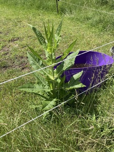 Eine Distel neben einem Wassertrog auf einer Pferdeweide